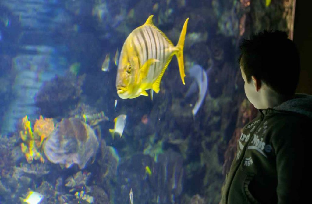 Billet simple pour l'Aquarium